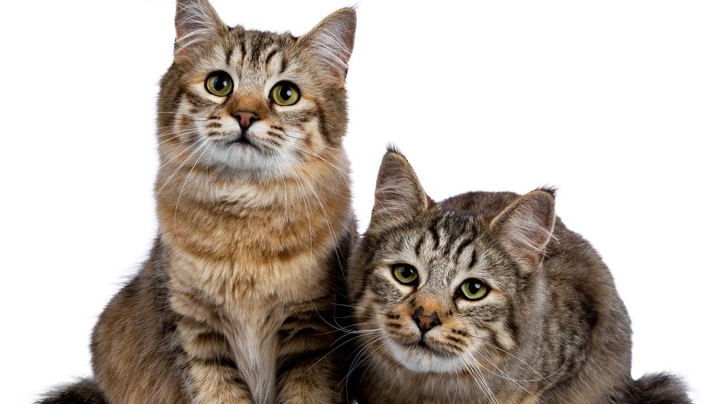 Adoption vs. Breeder Considerations icon