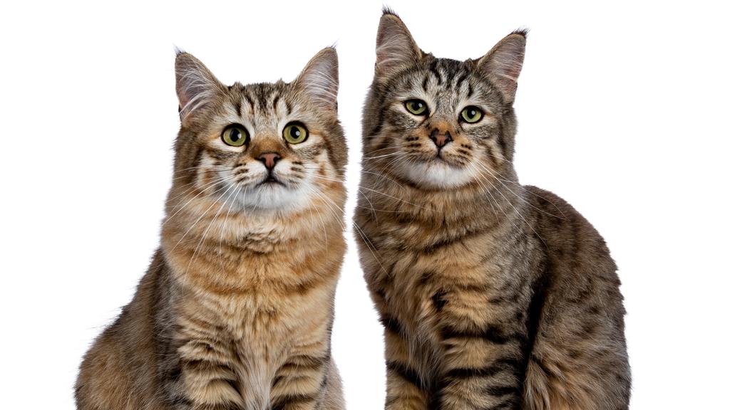 Living Environment Adaptability icon