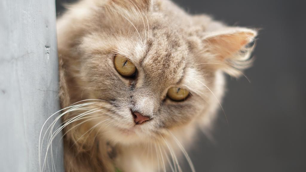 Suitability for First-Time vs. Experienced Owners icon