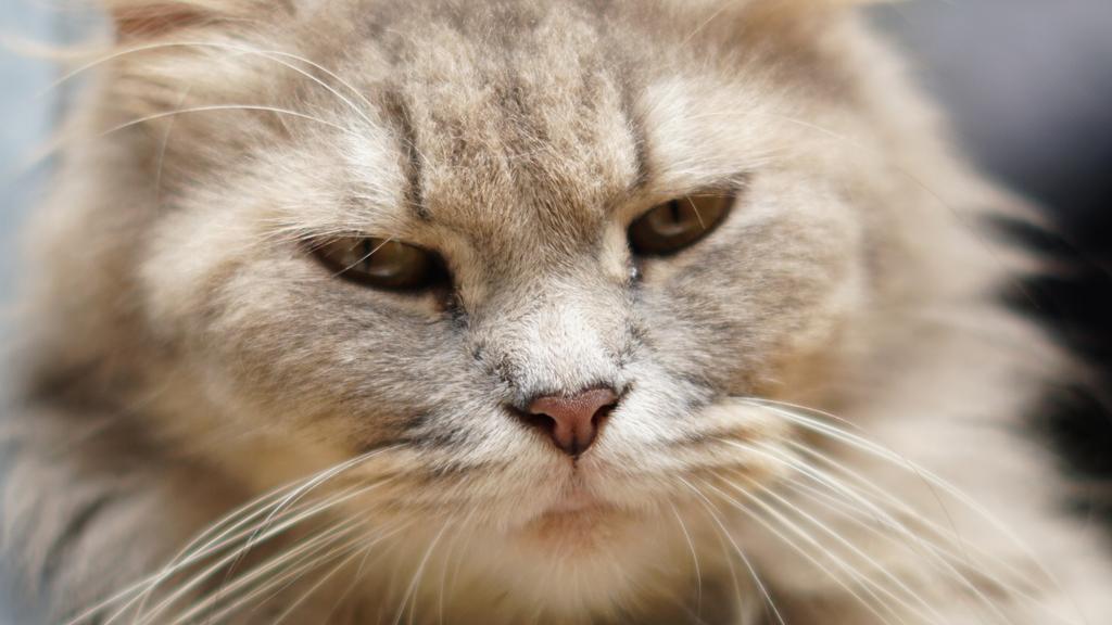 Life Stage Considerations icon