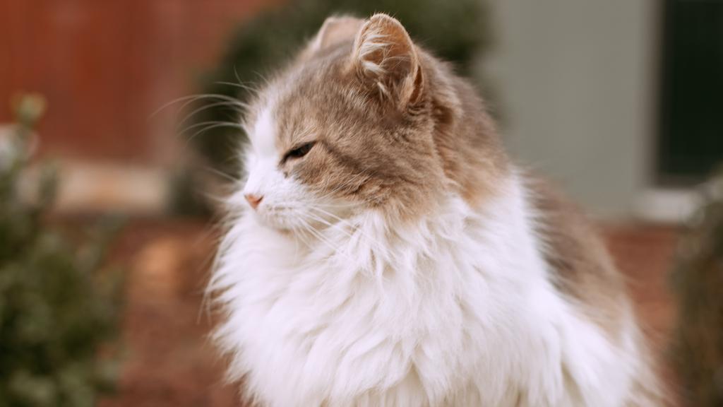 Temperament & Behavior icon