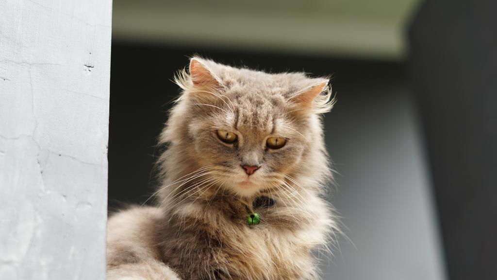 Basic Information icon