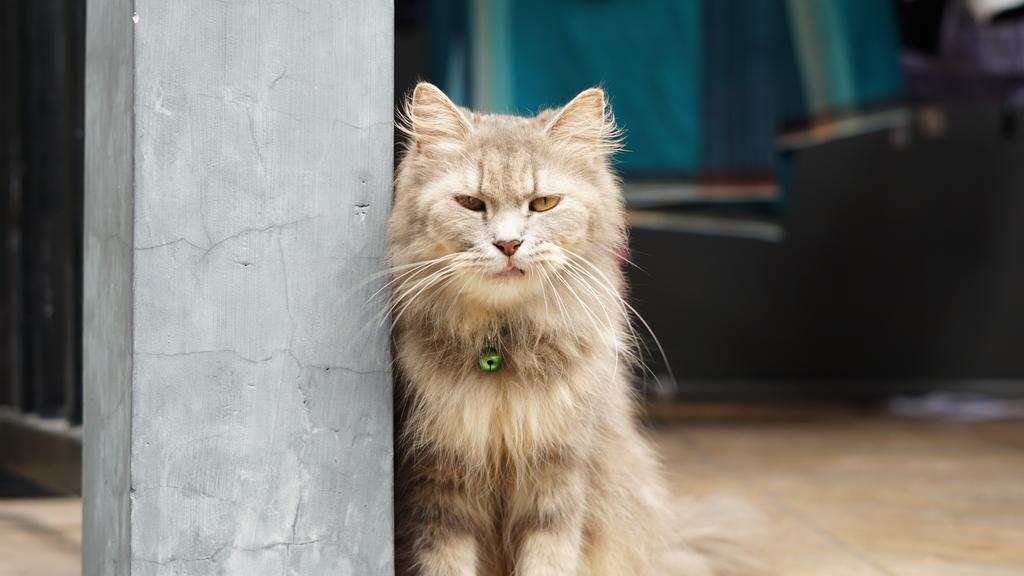 Grooming & Health icon