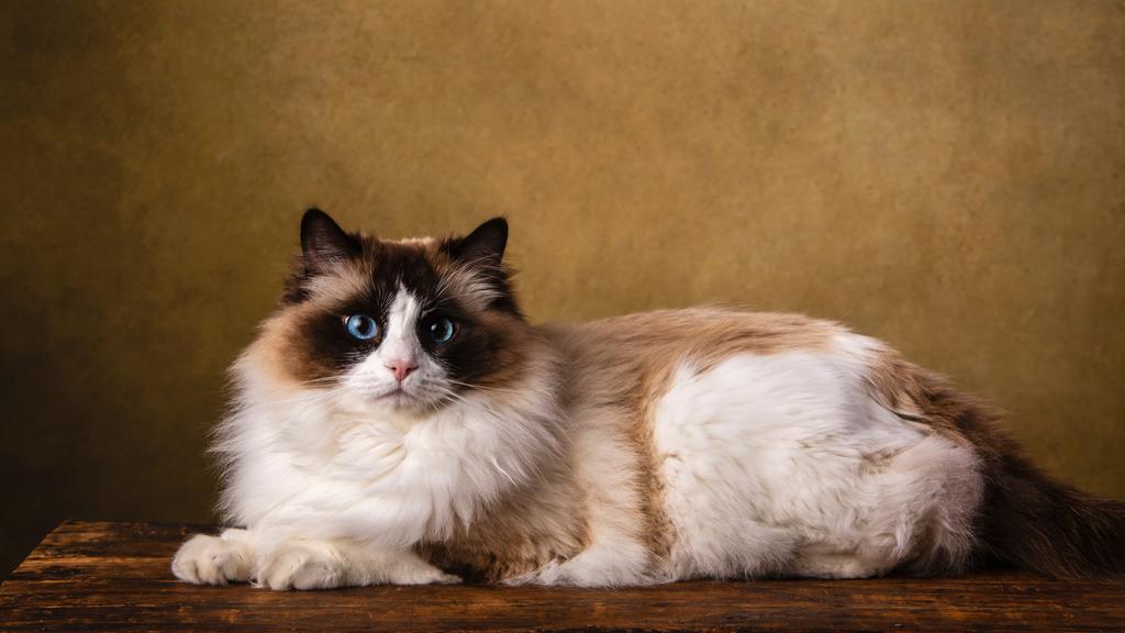 Ragdoll