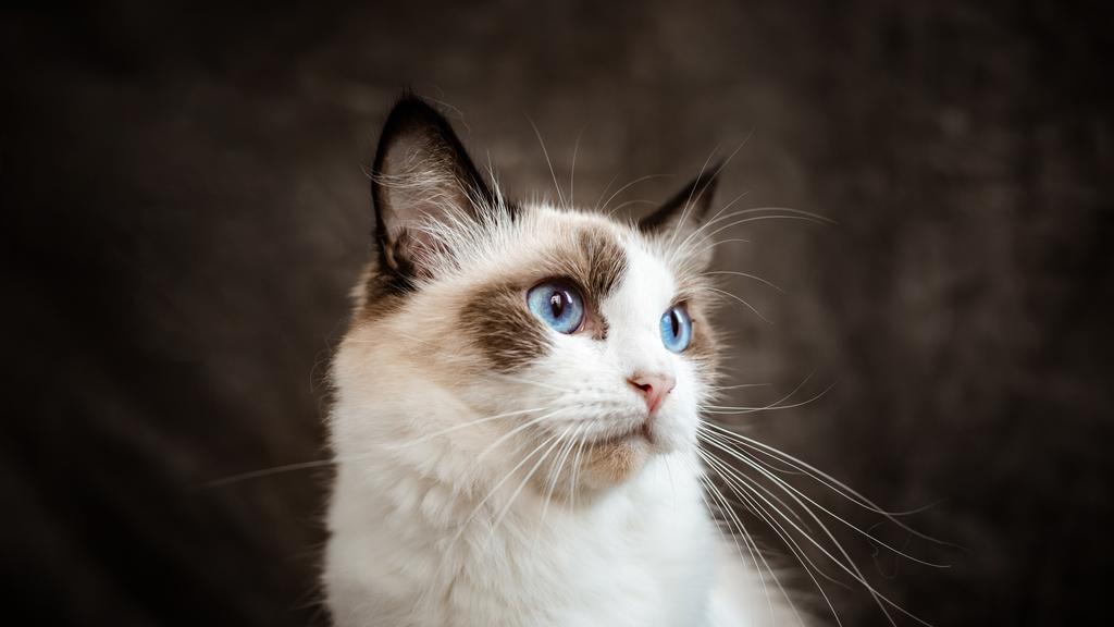 Ragdoll