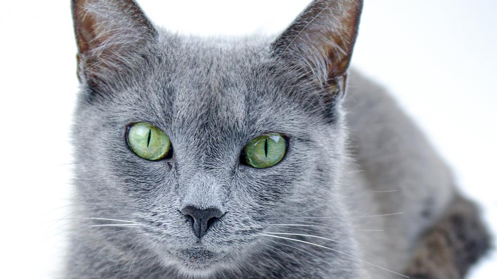 Russian Blue
