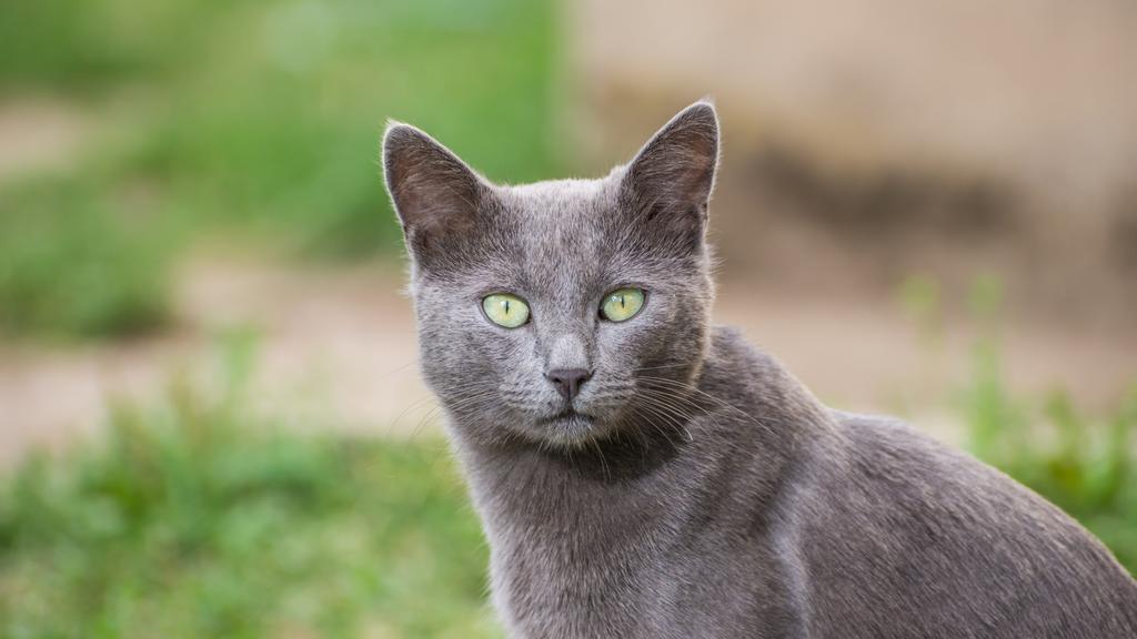 Russian Blue