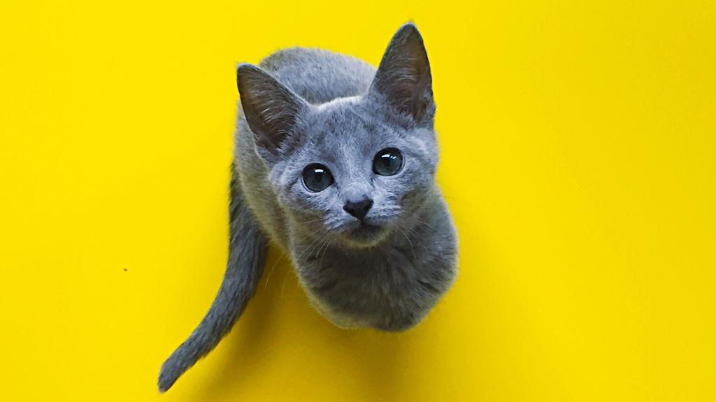 Russian Blue