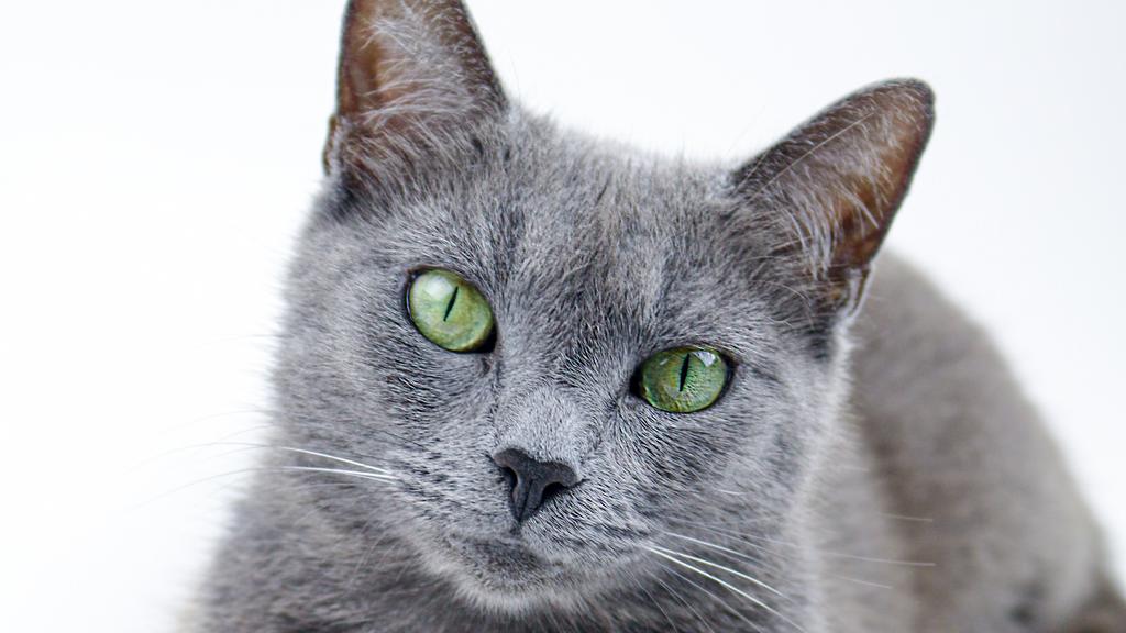 Temperament & Behavior icon