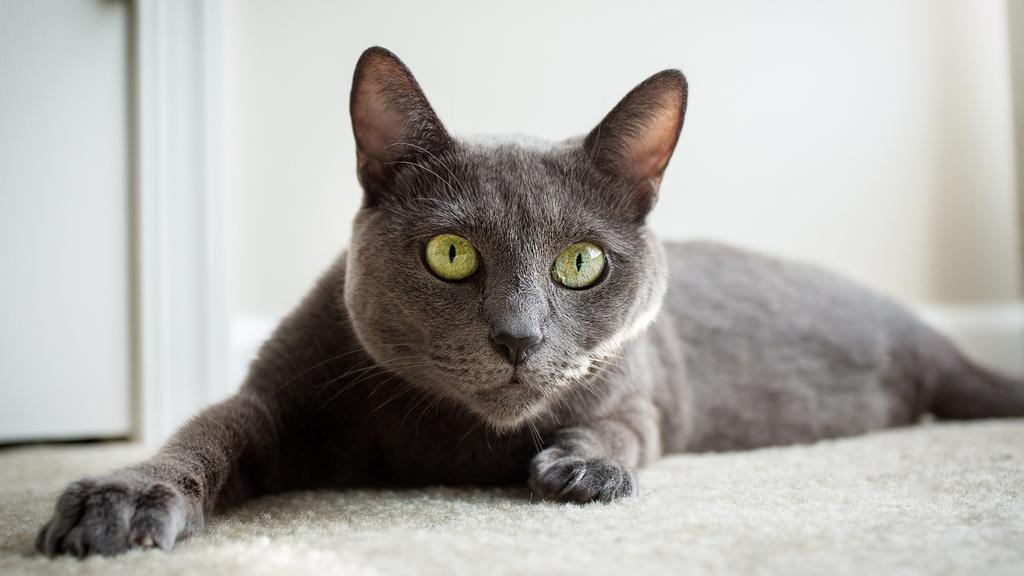 Russian Blue