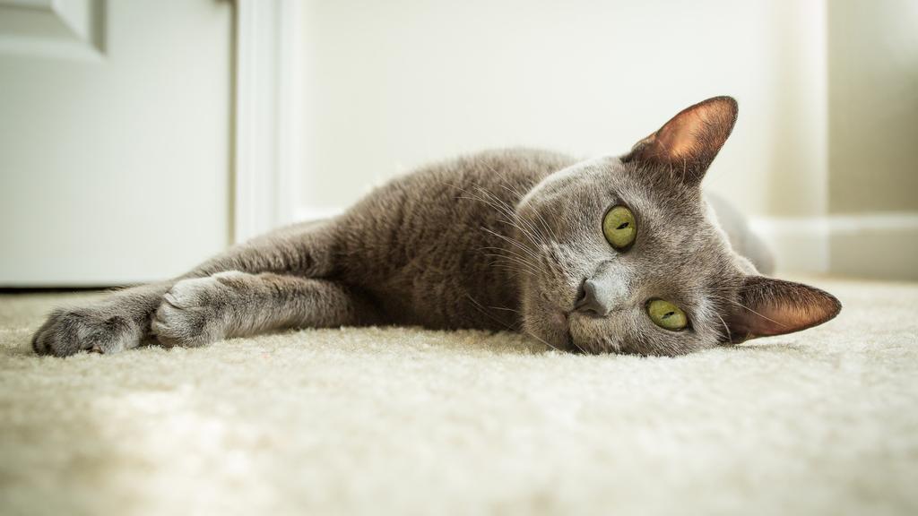 Russian Blue