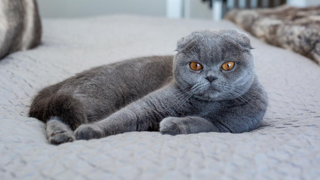 Russian Blue