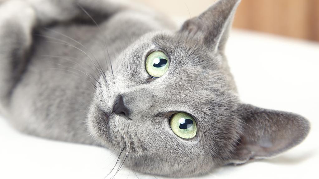 Russian Blue