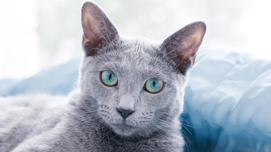 Russian Blue