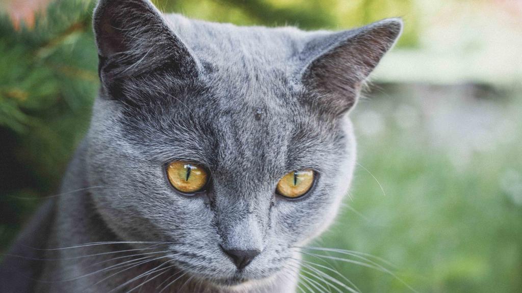 Russian Blue