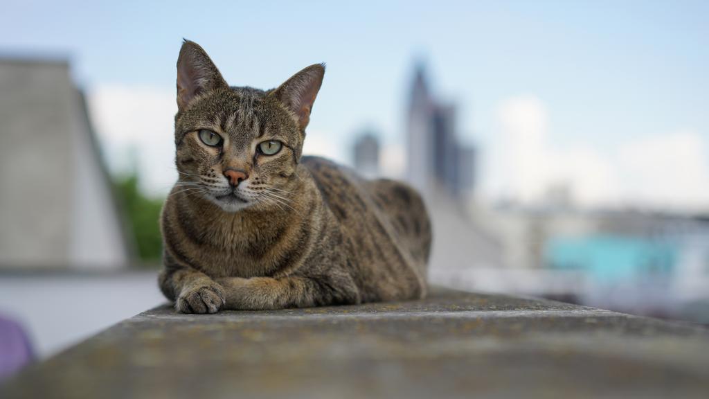 Life Stage Considerations icon