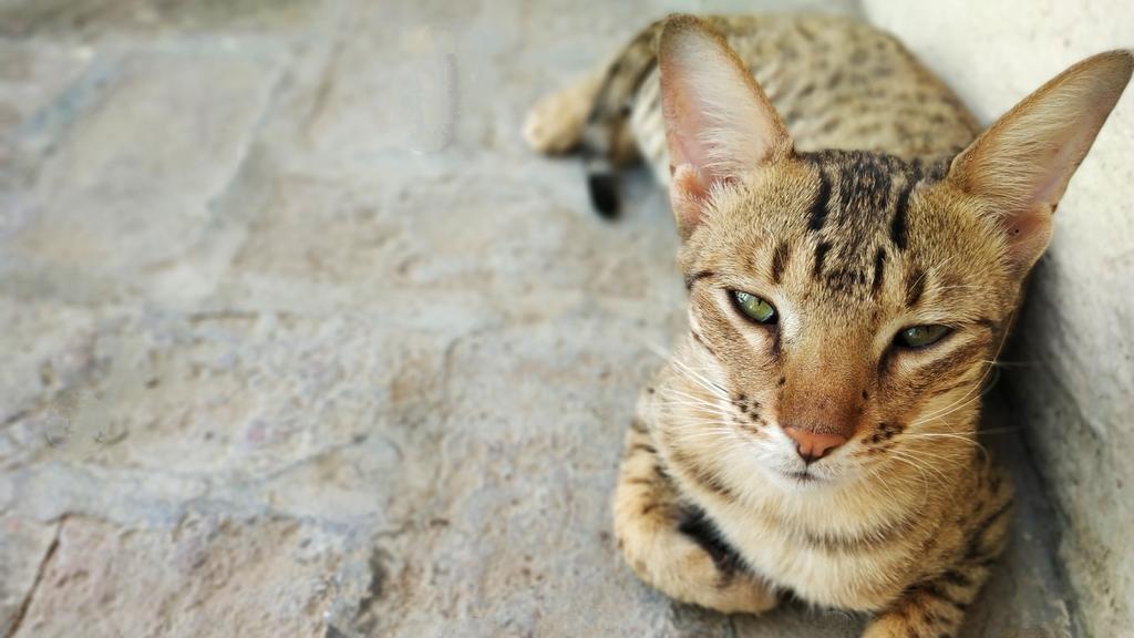 Exercise & Activity Needs icon