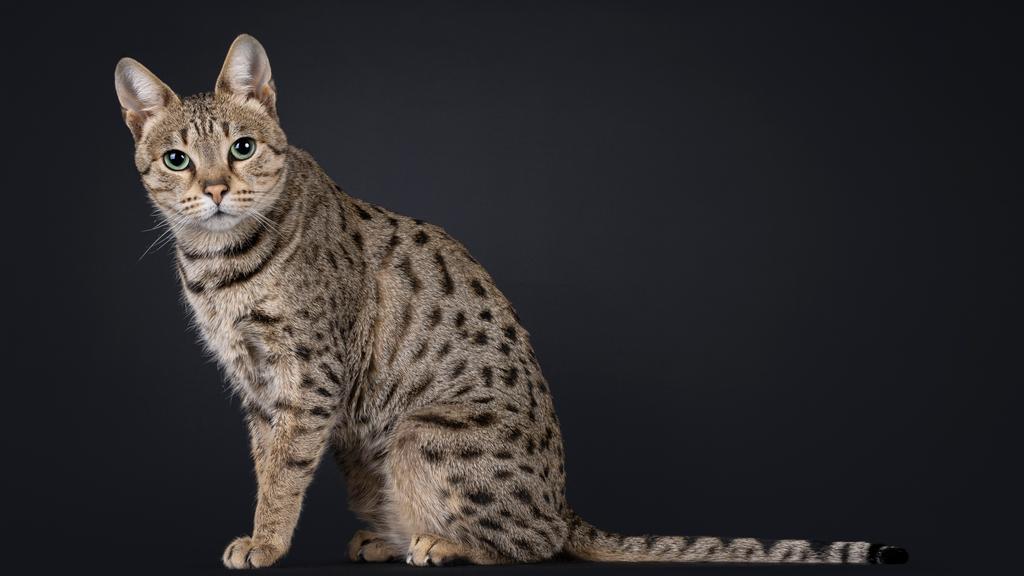 Grooming & Health icon