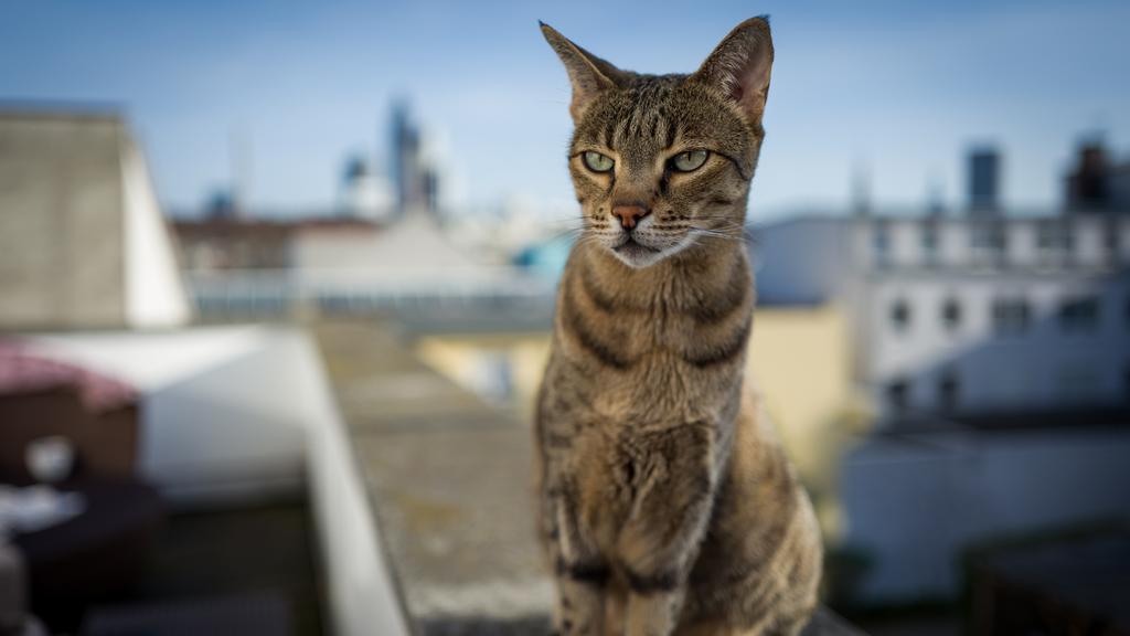 Living Environment Adaptability icon