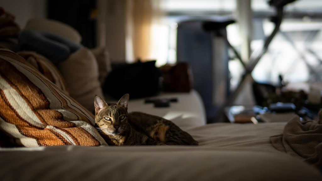 Basic Information icon