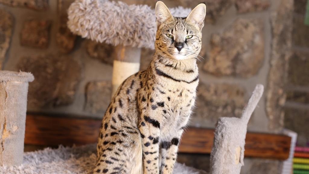 Temperament & Behavior icon