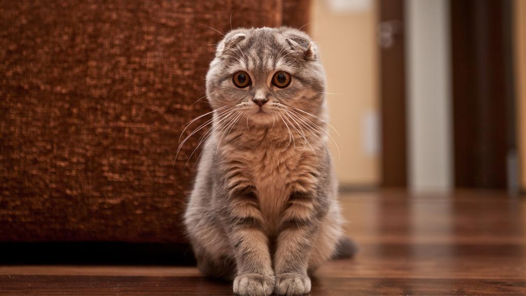 Scottish Fold