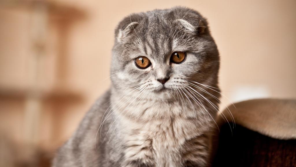 Scottish Fold