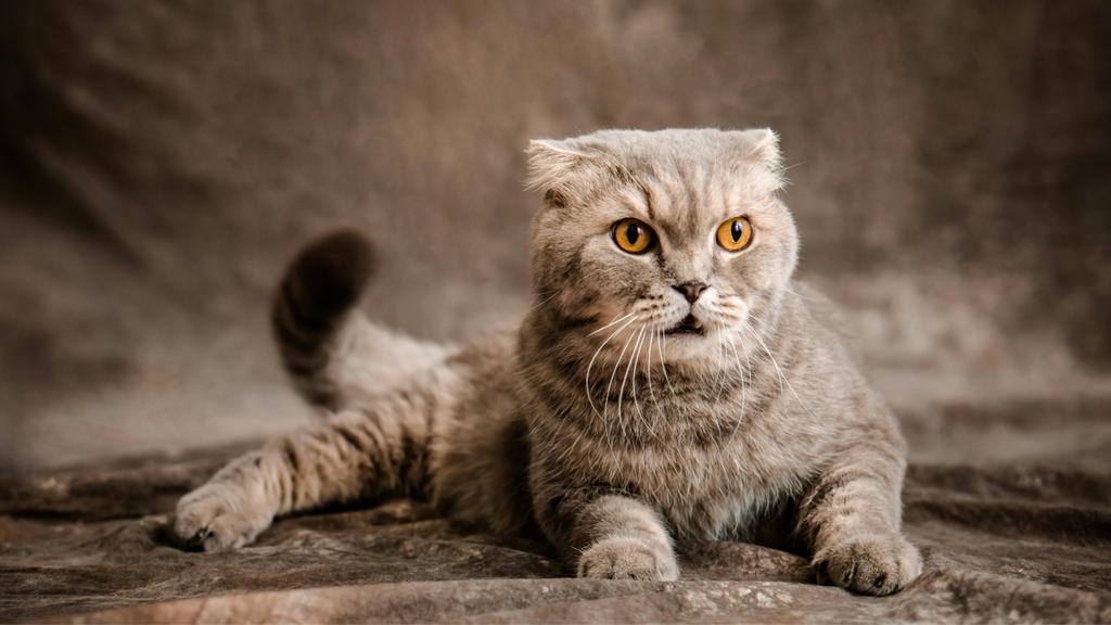 Scottish Fold