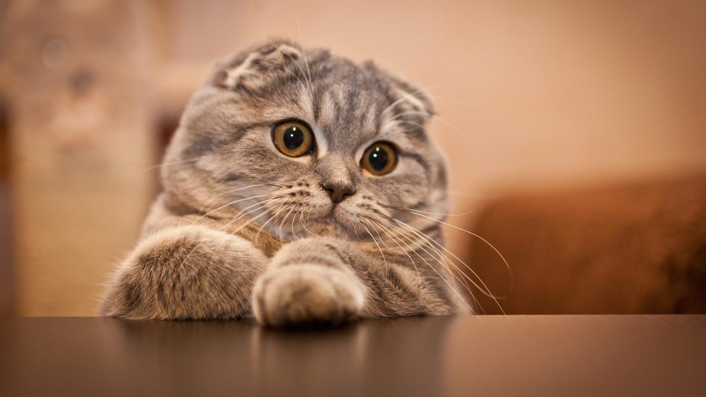 Scottish Fold