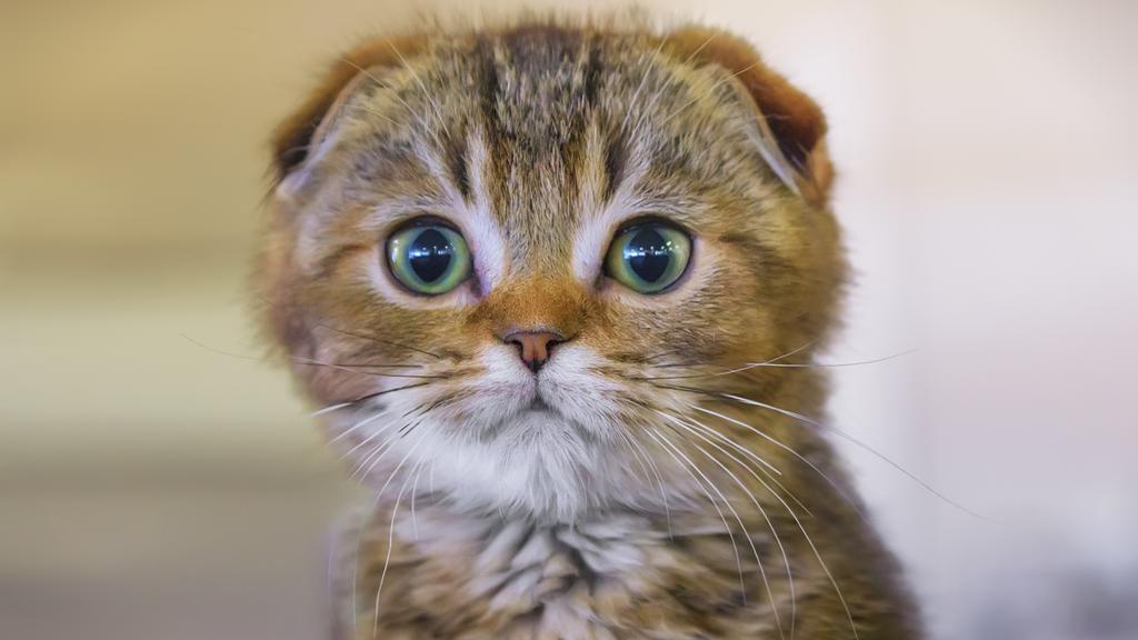 Scottish Fold