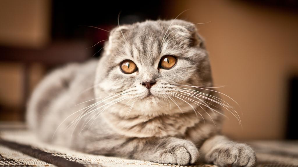 Scottish Fold