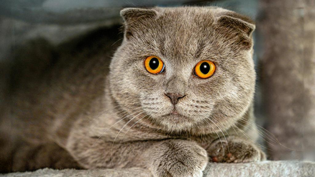 Scottish Fold