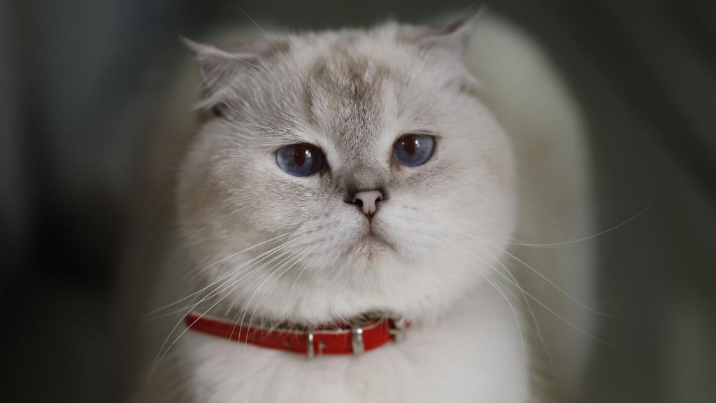 Scottish Fold
