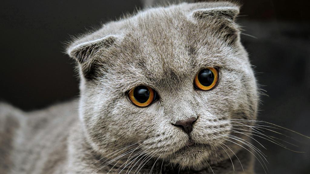 Scottish Fold