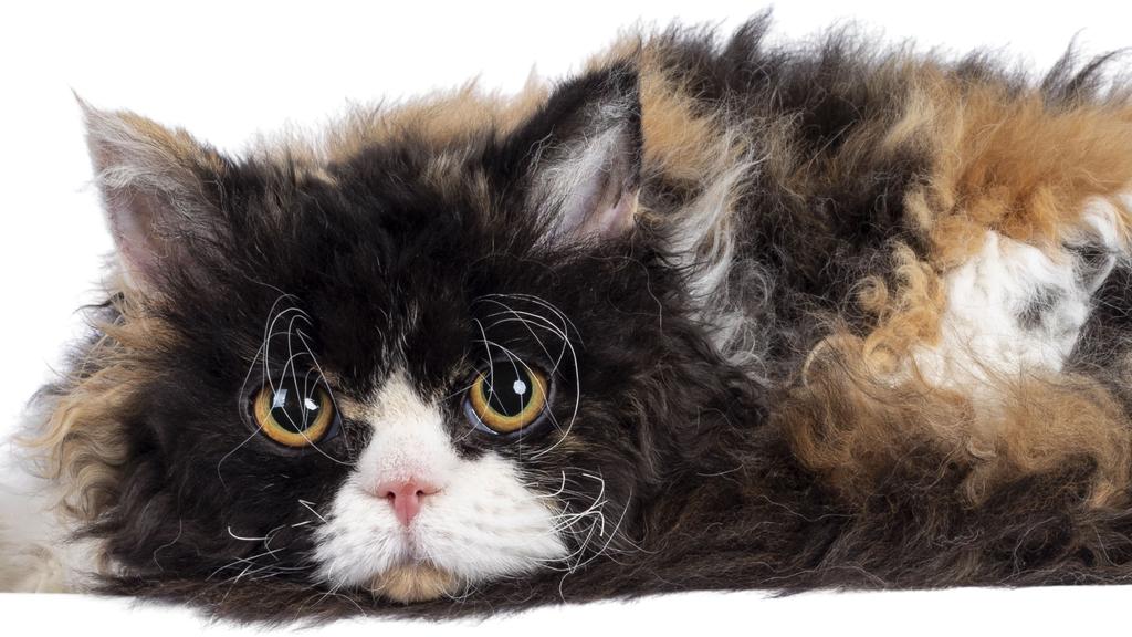 Exercise & Activity Needs icon