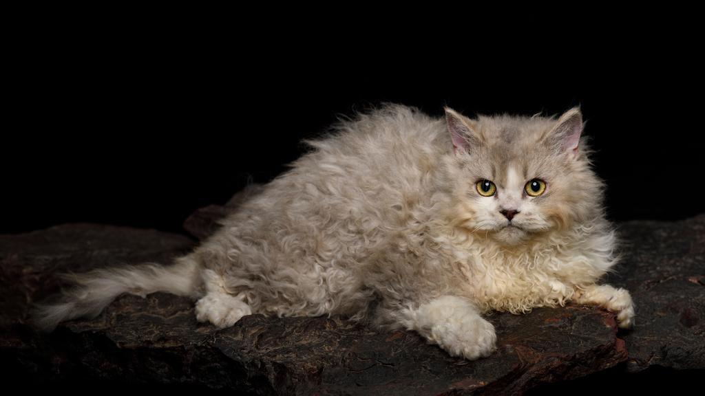 Selkirk Rex