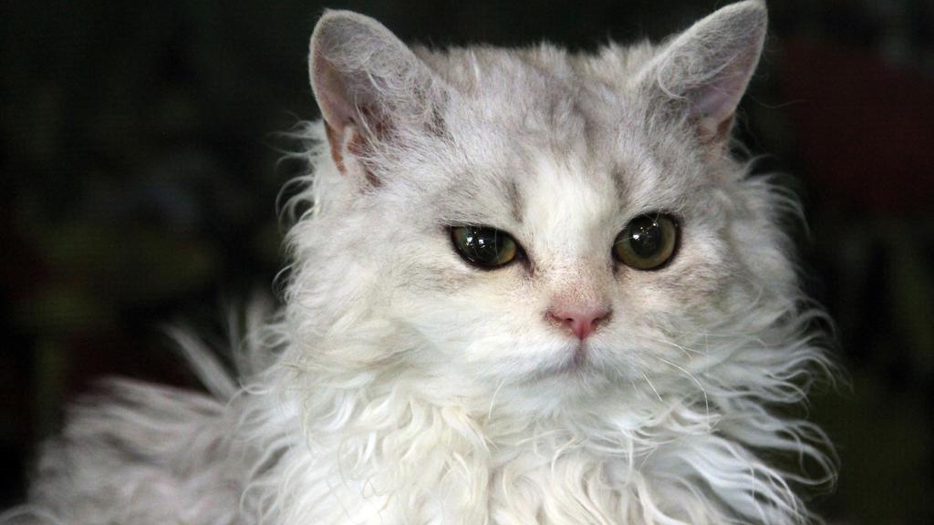 Selkirk Rex