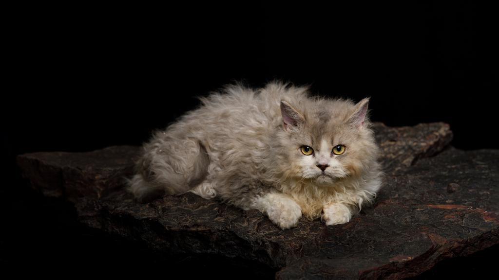 Selkirk Rex