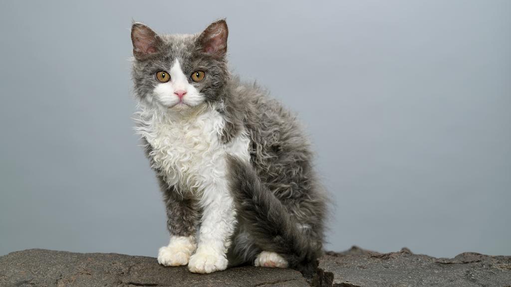 Selkirk Rex
