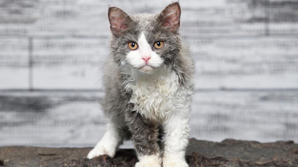 Selkirk Rex