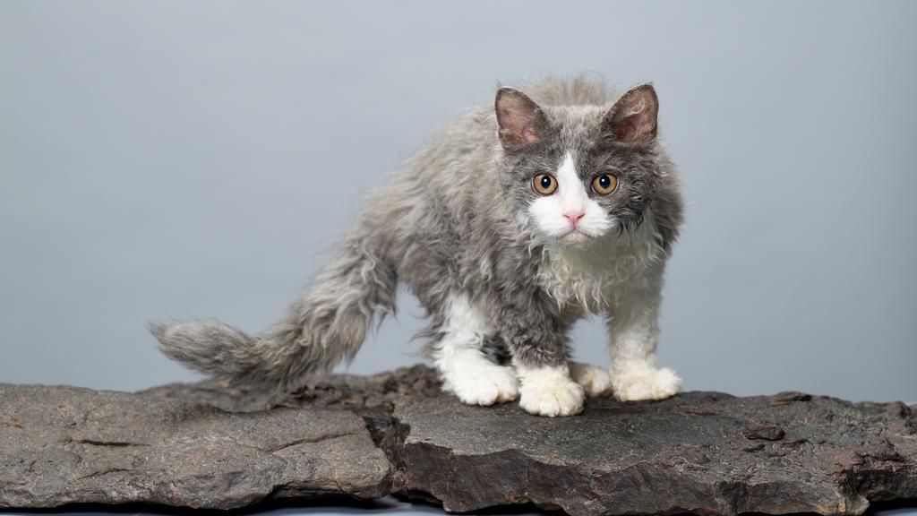 Selkirk Rex