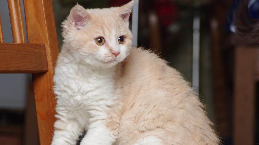 Basic Information icon