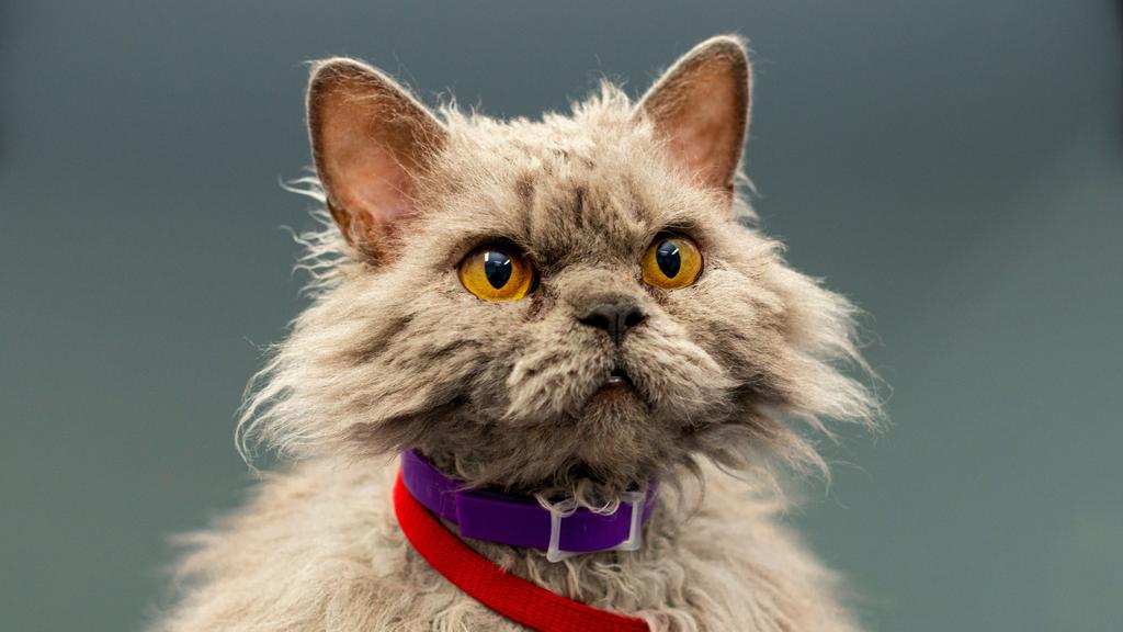 Financial Considerations icon