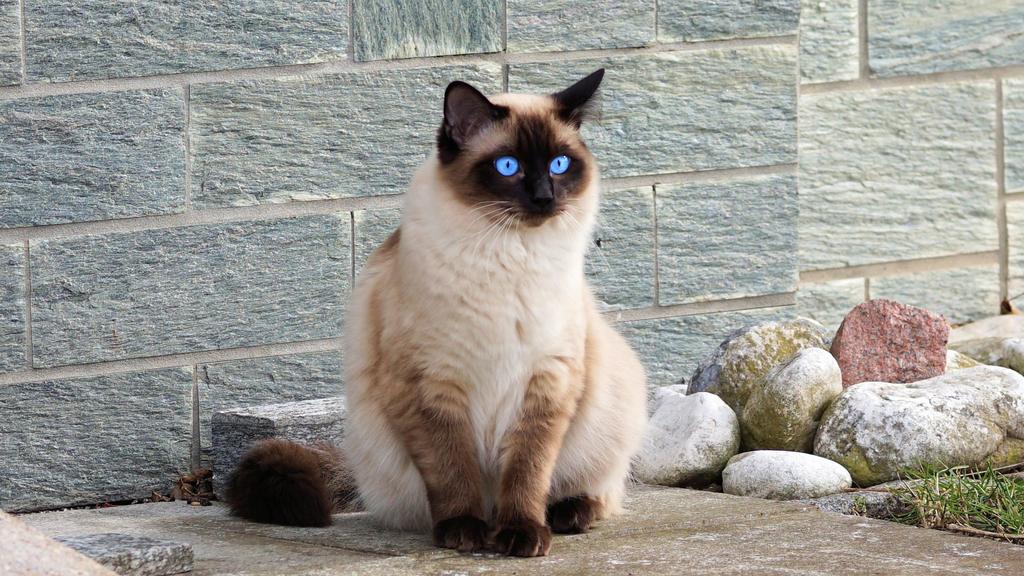 Siamese