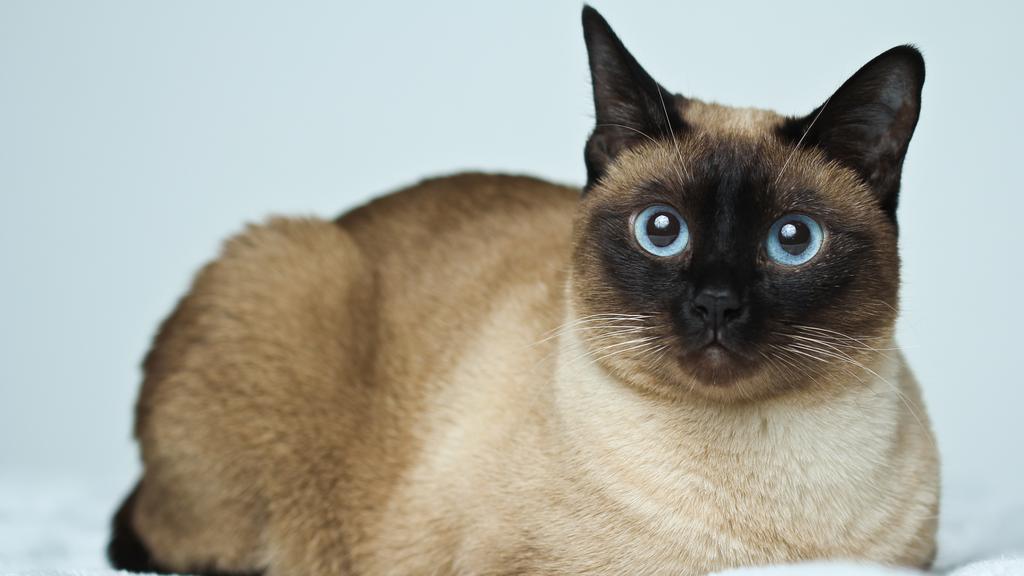 Siamese