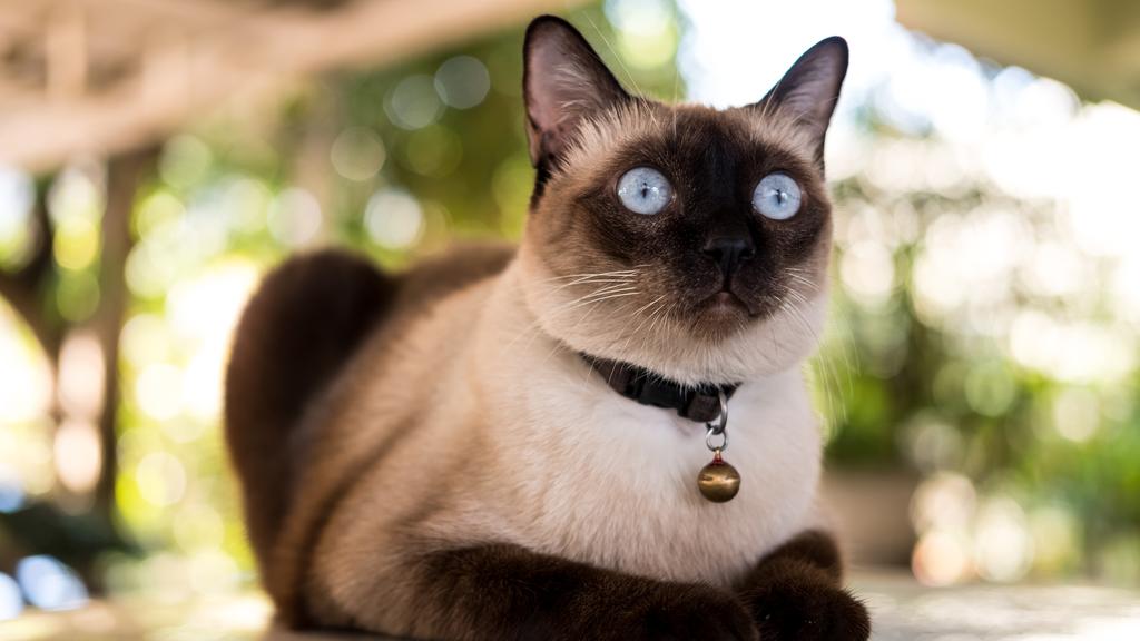 Siamese