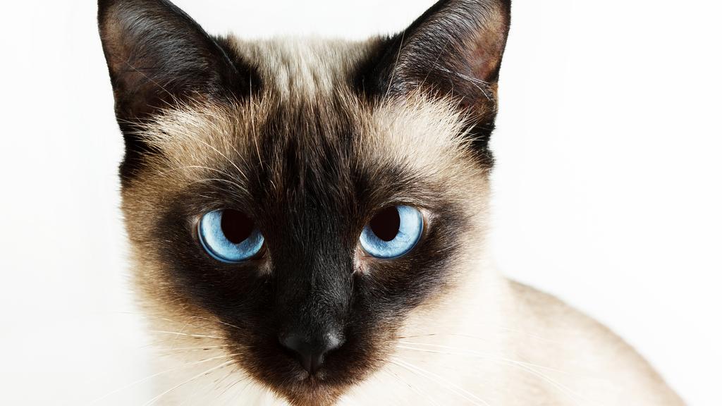 Siamese