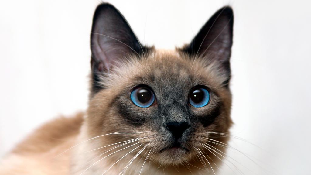 Adoption vs. Breeder Considerations icon