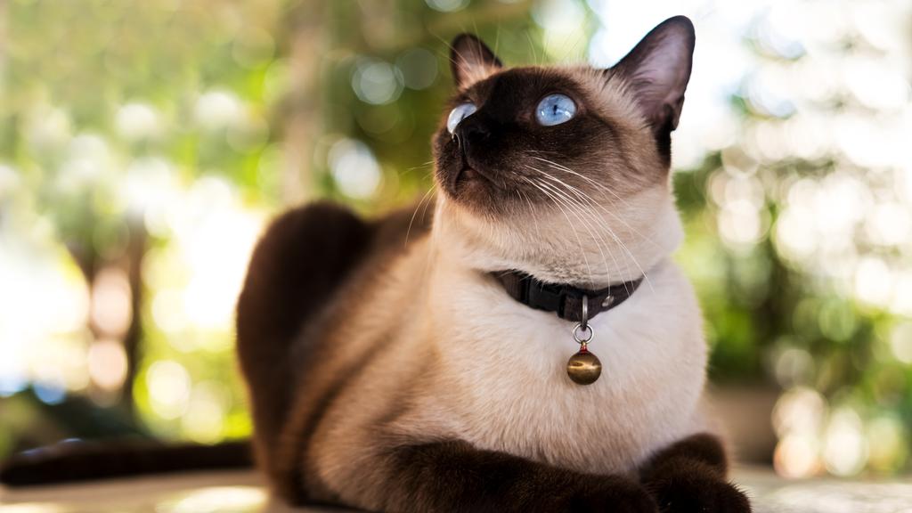 Exercise & Activity Needs icon