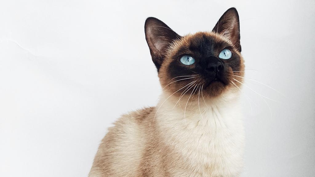 Siamese